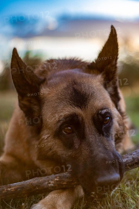 Close up of a German Shepherd playing with a stick lying on the grass at sunset