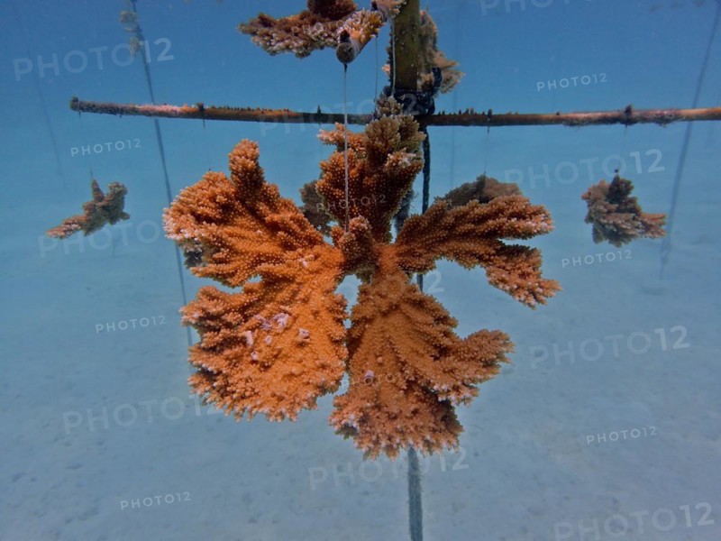 Coral culture. Magnificently grown specimen of elkhorn coral (Acropora palmata) on the rack, ready to be cut into pieces and then placed on the reef. The aim is to breed corals that can withstand the higher water temperatures. Dive site Nursery, Tavernier, Florida Keys, Florida, USA, North America