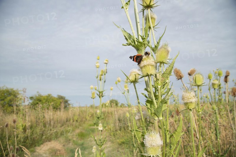 Red admiral butterfly (Vanessa atalanta) and Buff tailed bumble bee (Bombus terrestris) feeding on Teasel Dipsacus fullonum flowers, Lincolnshire, England, United Kingdom, Europe