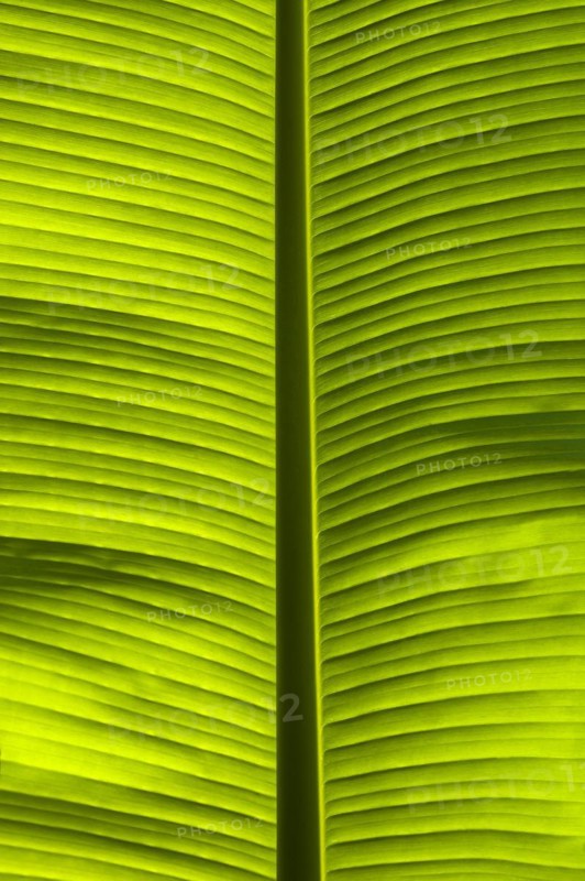 Banana leaf (Musaceae) backlit in the Parc Floral et Tropical de la Court d'Aron, Saint Cyr en Talmondais, Vandee, France, Europe