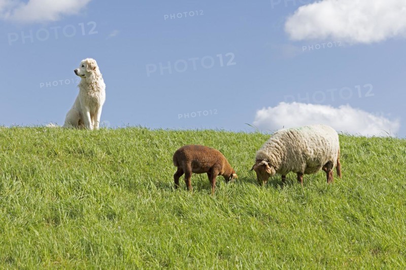 Shepherd dog guarding sheep, shepherd dog, lamb, Elbe dyke near Bleckede, Lower Saxony, Germany, Europe