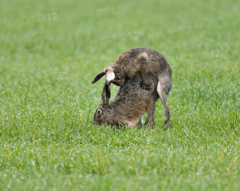 European hare (Lepus europaeus), mating, copula on a grain field, after mating the female hare throws off the male hare, wildlife, Thuringia, Germany, Europe