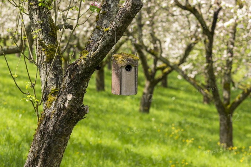 Nesting box for songbirds, meadow orchard, flowering apple trees, Baden, Wuerttemberg, Germany, Europe