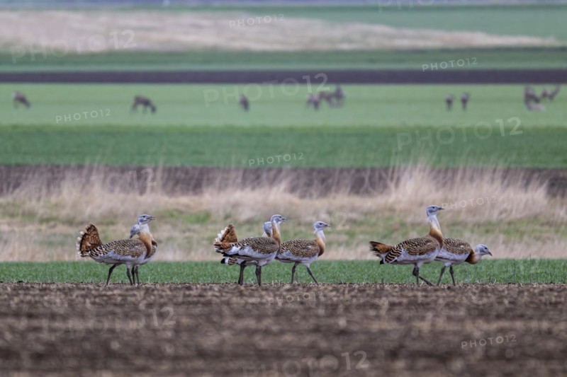 Several great bustards (Otis tarda) in a field, cockerels, Lower Austria, Austria, Europe