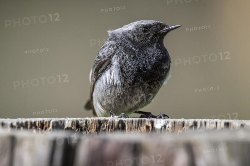 Black redstart (Phoenicurus ochruros), young bird, sitting on a tree trunk, Stuttgart, Baden-Wuerttemberg, Germany, Europe