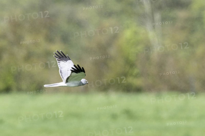 Hen harrier (Circus cyaneus) flying, Emsland, Lower Saxony, Germany, Europe