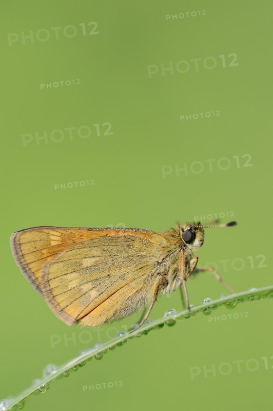 Rusty-coloured Fritillary (Ochlodes sylvanus, Augiades sylvanus), North Rhine-Westphalia, Germany, Europe