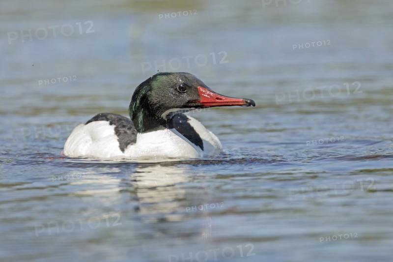 Common merganser (Mergus merganser), male swimming and watching, La Mauricie national park, province of Quebec, Canada, North America