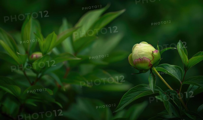 A single peony bud about to bloom against a backdrop of green foliage AI generated