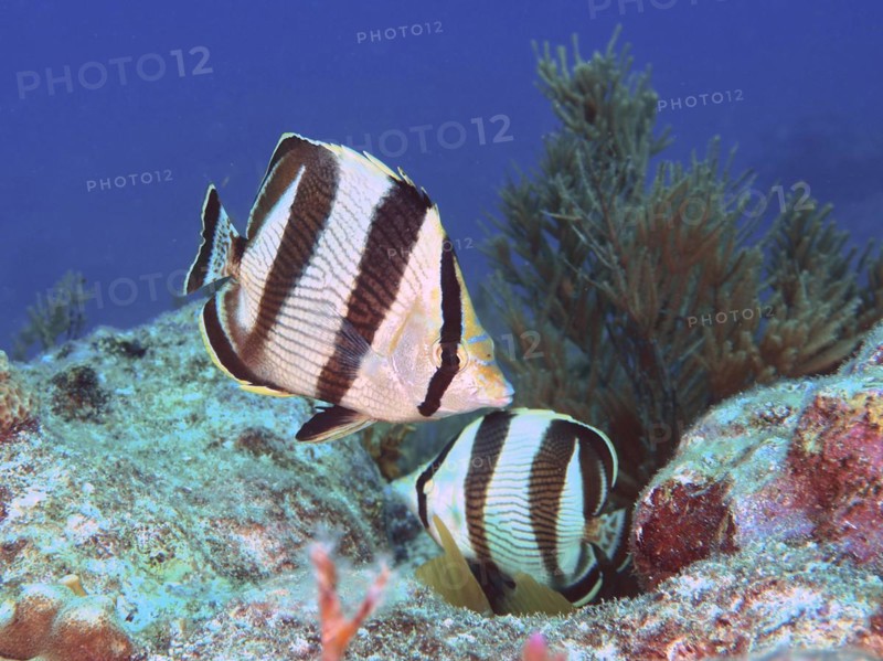 Pair of banded butterflyfish (Chaetodon striatus), dive site John Pennekamp Coral Reef State Park, Key Largo, Florida Keys, Florida, USA, North America