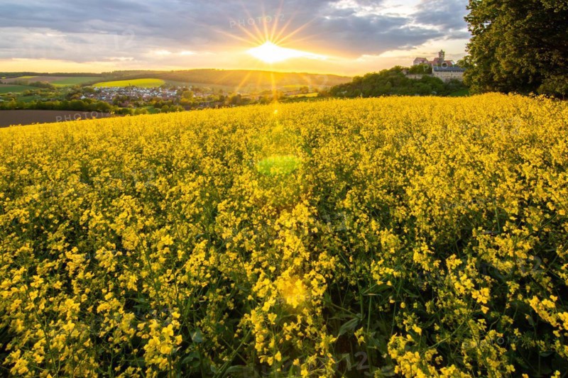 Landscape at sunrise. Beautiful morning landscape with fresh yellow rape fields in spring. Small castle in the yellow fields on a hill. Historic Ronneburg Castle in the middle of nature, Ronneburg, Hesse, Germany, Europe