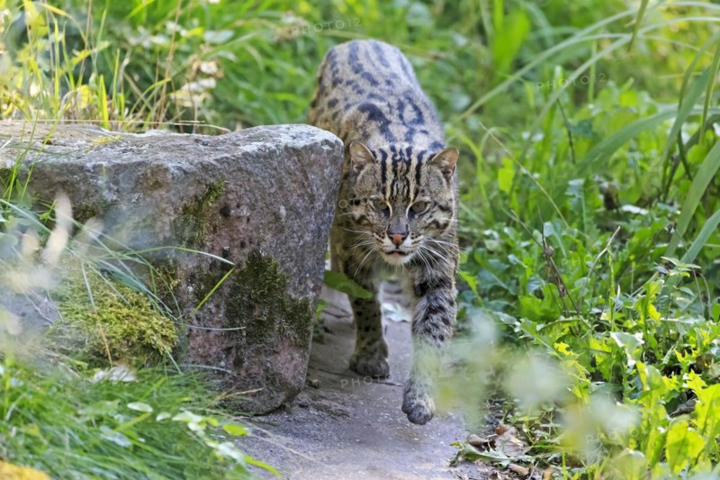 Wildcat sneaking out from behind a stone, surrounded by green vegetation, fishing cat (Prionailurus viverrinus)