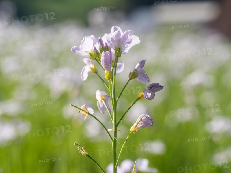Cuckoo flower (Cardamine pratensis), Leoben, Styria, Austria, Europe
