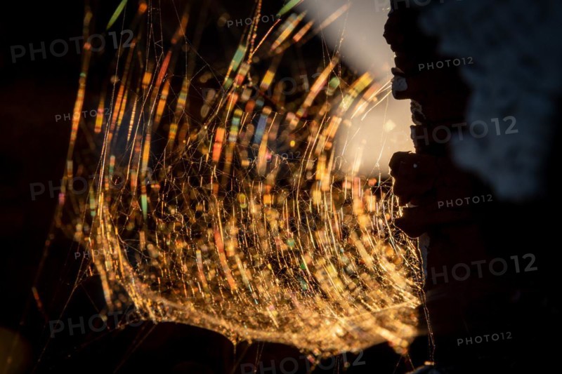 Spider web in the evening light, Norway, Europe