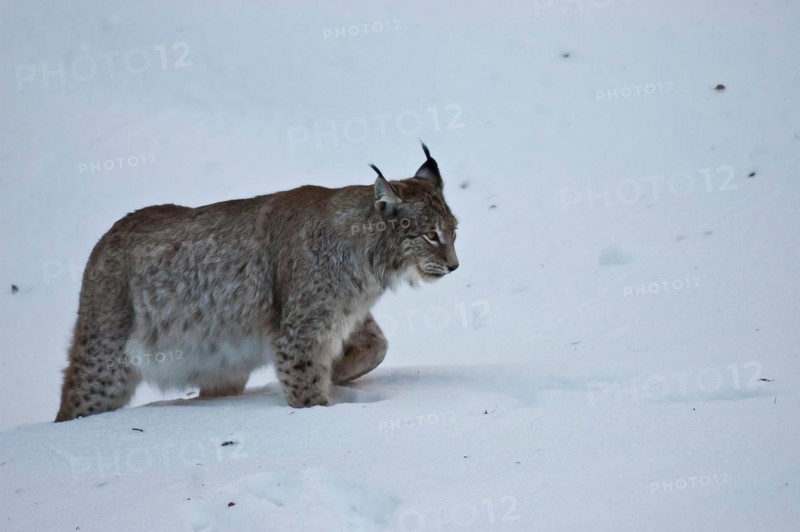 Eurasian lynx (Lynx lynx) in deep snow in the Bavarian Forest open-air enclosure, Bavaria, Germany, Europe