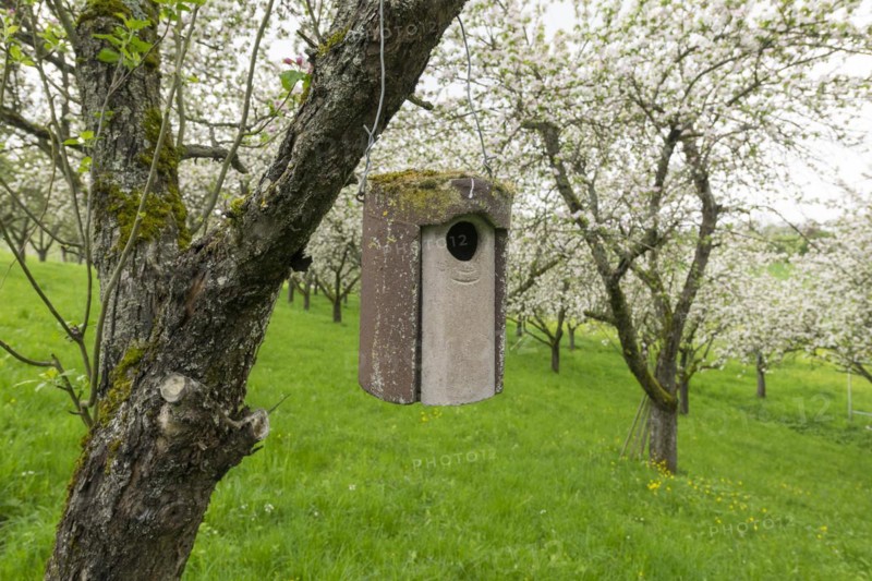 Nesting box for songbirds, meadow orchard, flowering apple trees, Baden, Wuerttemberg, Germany, Europe