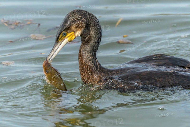 A large eel tries to escape from a large great cormorant (Phalacrocorax carbo)