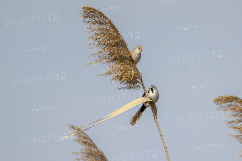 Bearded reedlings (Panurus biarmicus), sitting in the reeds, Neusiedler See-Seewinkel National Park, Burgenland, Austria, Europe