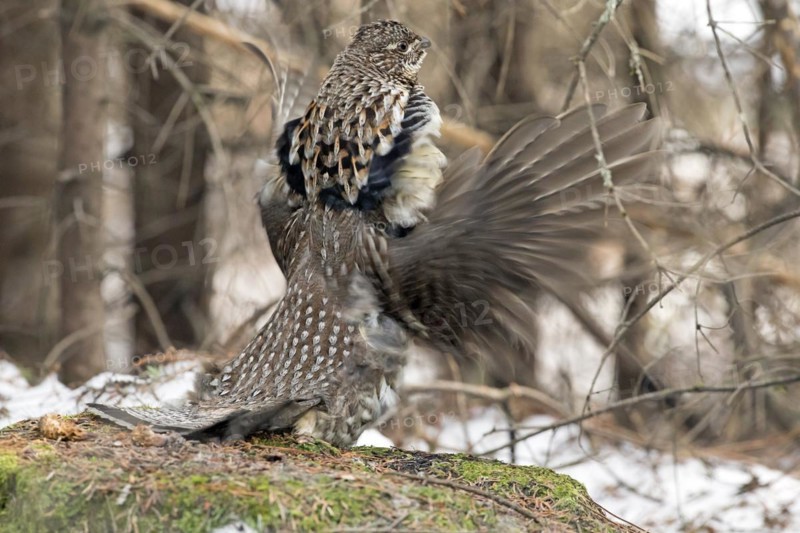 Ruffed grouse (Bonasa umbellus), male drumming to chase other male and to attract females, La Mauricie national park, Province of Quebec, Canada, North America