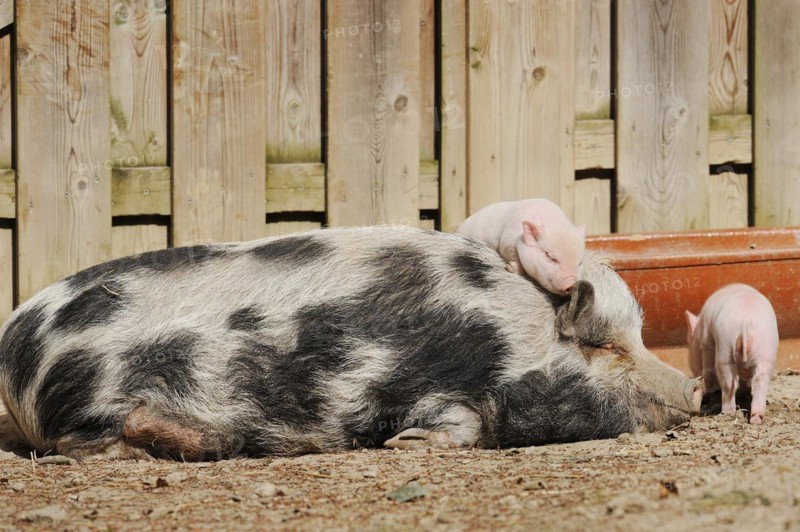 Goettingen minipig (Sus scrofa f. domestica), sow and piglet, North Rhine-Westphalia, Germany, Europe