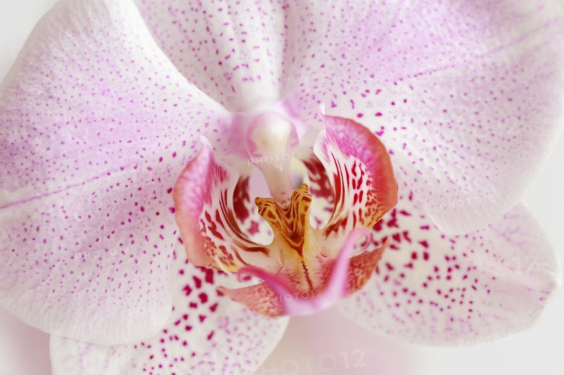 Butterfly orchid (Phalaenopsis), detail of the flower, houseplant, North Rhine-Westphalia, Germany, Europe