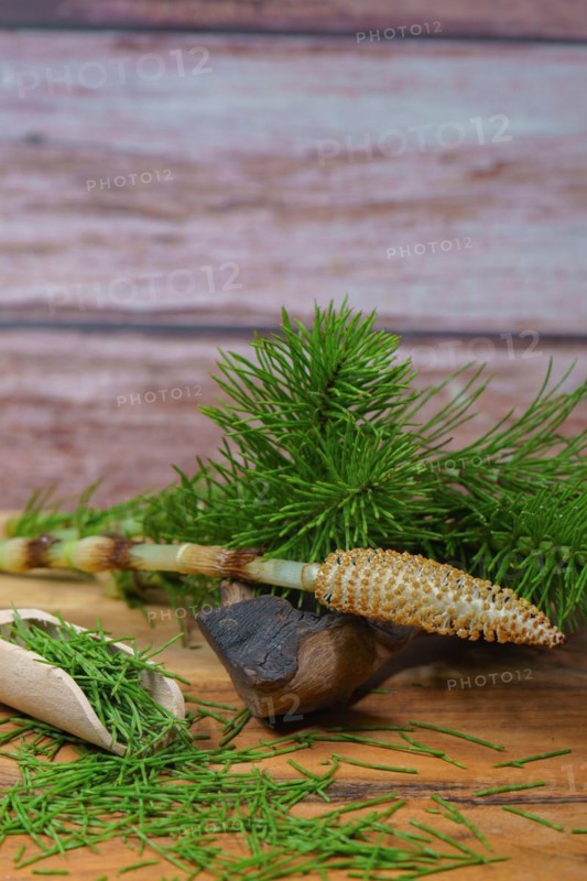 Fresh branches of the medicinal plant horsetail, Equisetum arvense, used for health care, freshly harvested from the forest in various stages of growth on a wooden table and copy space