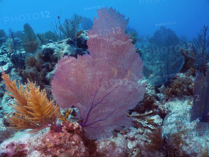 Common sea fan (Gorgonia ventalina), dive site John Pennekamp Coral Reef State Park, Key Largo, Florida Keys, Florida, USA, North America