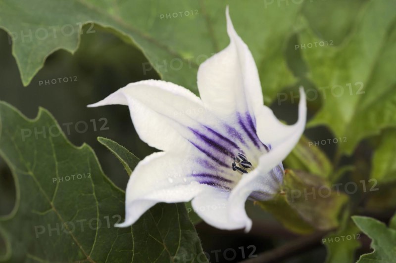 Devil's trumpet (Datura metel), ornamental plant, North Rhine-Westphalia, Germany, Europe