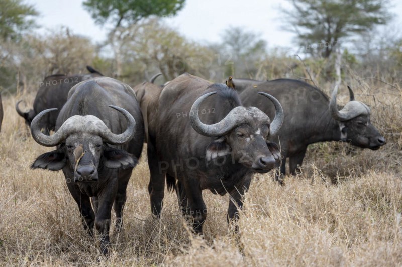 Herd of african buffalo (Syncerus caffer caffer), in dry grass, Kruger National Park, South Africa, Africa
