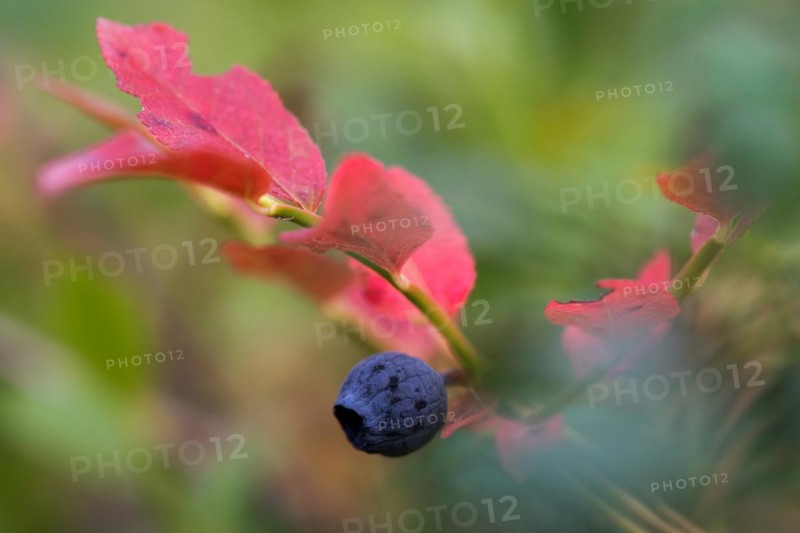 European blueberry (Vaccinium myrtillus), Blueberry, Finland, Europe