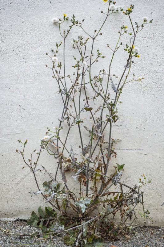 Semi-dried thistle, common sow thistle, Sonchus oleraceus, in front of a whitewashed wall