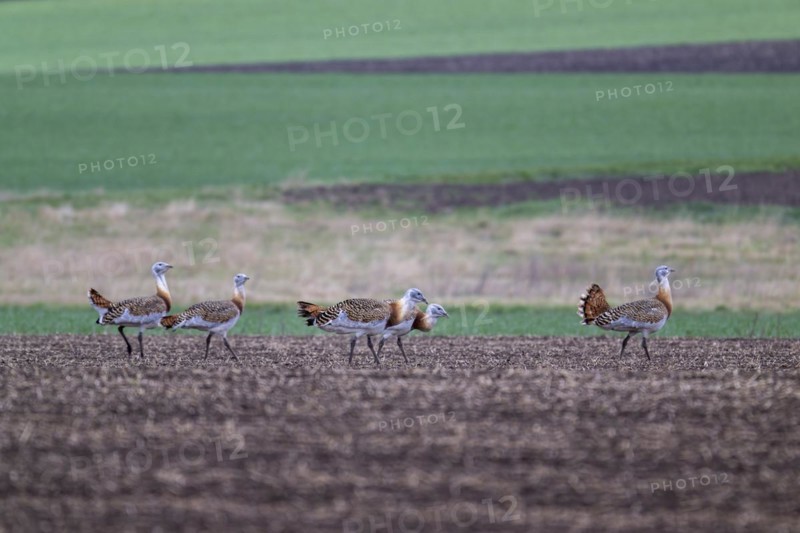 Several great bustards (Otis tarda) in a field, cockerels, Lower Austria, Austria, Europe