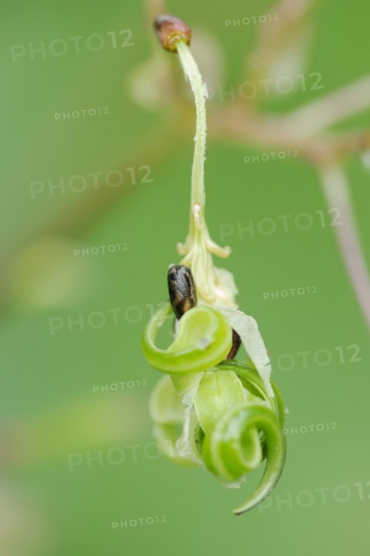 Himalayan balsam or himalayan balsam (Impatiens glandulifera), capsule fruit with seeds, North Rhine-Westphalia, Germany, Europe