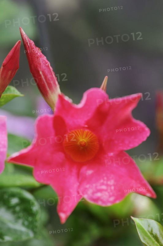 Mandevilla (Dipladenia sanderi, Mandevilla sanderi), flower, ornamental plant, North Rhine-Westphalia, Germany, Europe