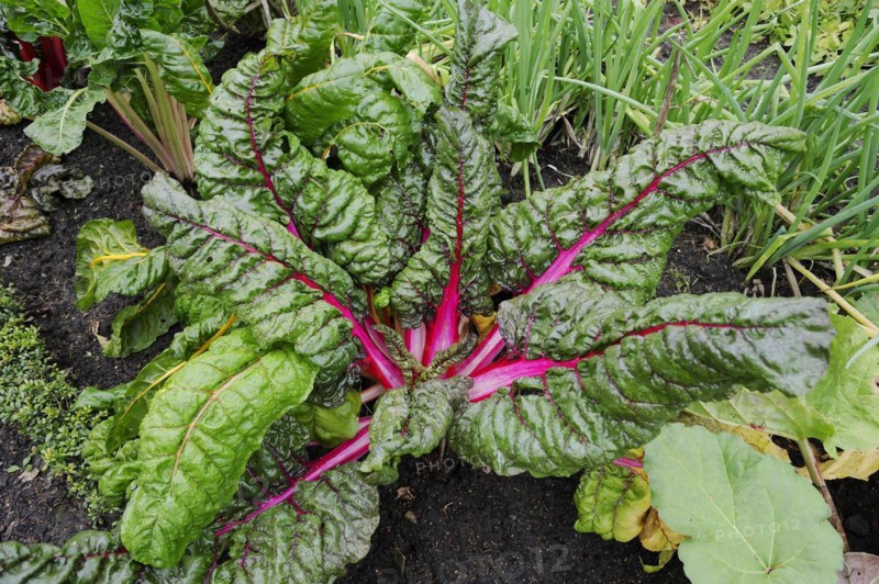 Red chard (Beta vulgaris subsp. vulgaris), North Rhine-Westphalia, Germany, Europe