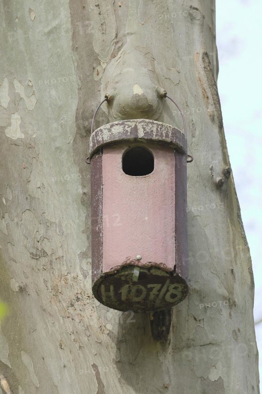 Stock dove nesting box on a plane tree, Rosensteinpark, Stuttgart, Baden-Wuerttemberg, Germany, Europe