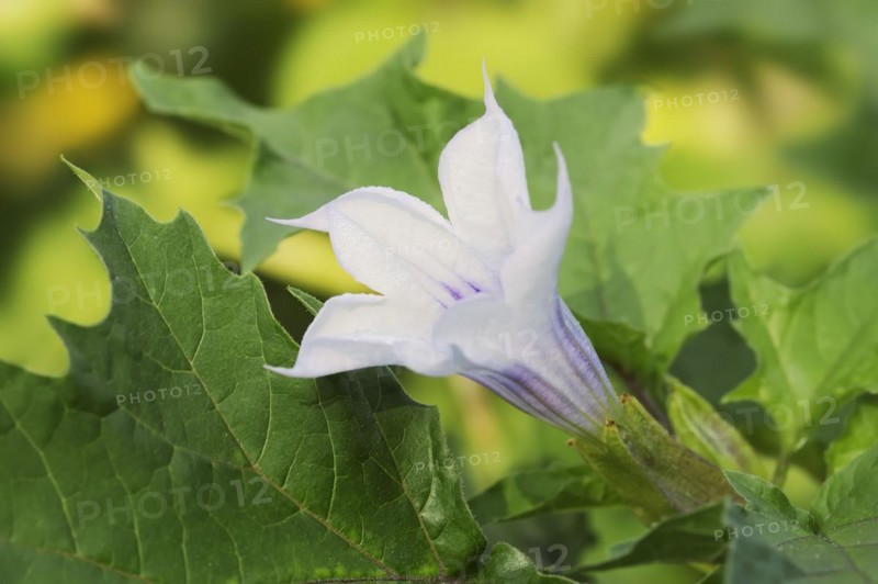 Devil's trumpet (Datura metel), ornamental plant, North Rhine-Westphalia, Germany, Europe
