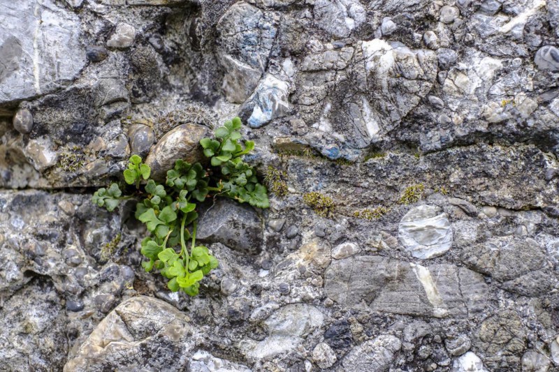 Plant green sprouts from a wall joint