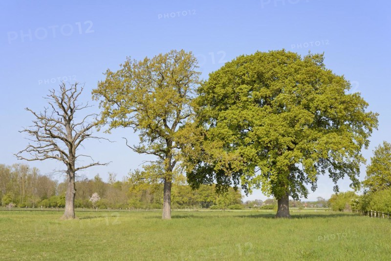 Three oak trees (Quercus), standing deadwood, two trees with blossoms and leaf buds on a pasture, blue sky, North Rhine-Westphalia, Germany, Europe