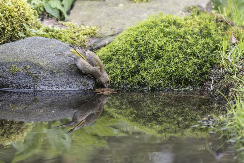 European greenfinch (Carduelis chloris) at the drinking trough, Emsland, Lower Saxony, Germany, Europe