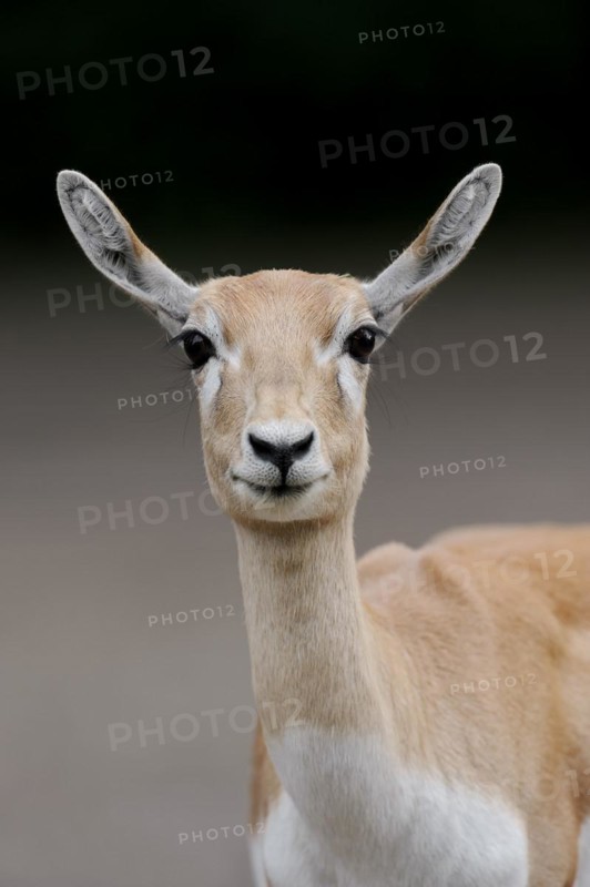 Blackbuck (Antilope cervicapra), female, portrait, captive, occurrence in South Asia