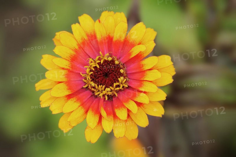 Zinnia 'Sombrero' (Zinnia elegans, Zinnia violacea), flower, ornamental plant, North Rhine-Westphalia, Germany, Europe
