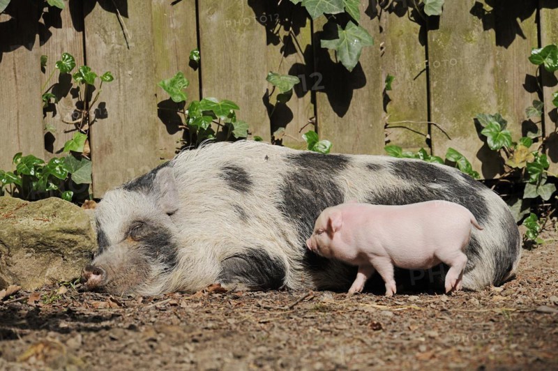 Goettingen minipig (Sus scrofa f. domestica), sow and piglet, North Rhine-Westphalia, Germany, Europe