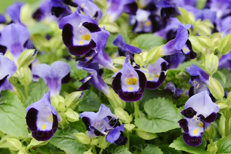Bluewings (Torenia fournieri), flowers, native to Vietnam, ornamental plant, North Rhine-Westphalia, Germany, Europe