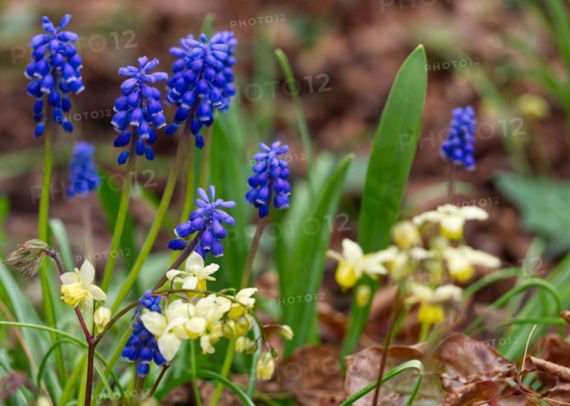 Grape hyacinth (Muscari botryoides)