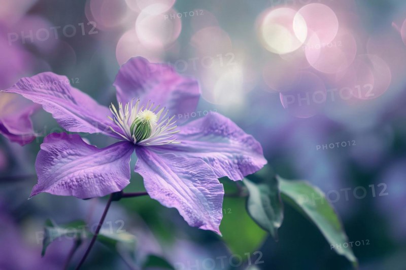 Close up of beautiful purple Clematis flower. KI generiert, generiert, AI generated
