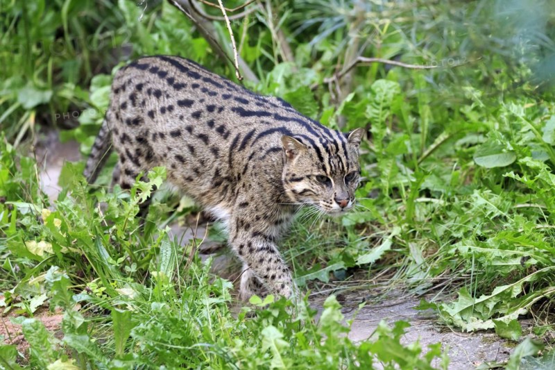 Wildcat walks attentively through dense green foliage, fishing cat (Prionailurus viverrinus)