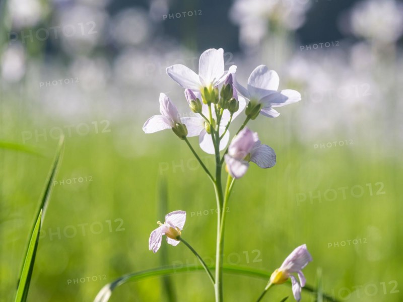 Cuckoo flower (Cardamine pratensis), Leoben, Styria, Austria, Europe