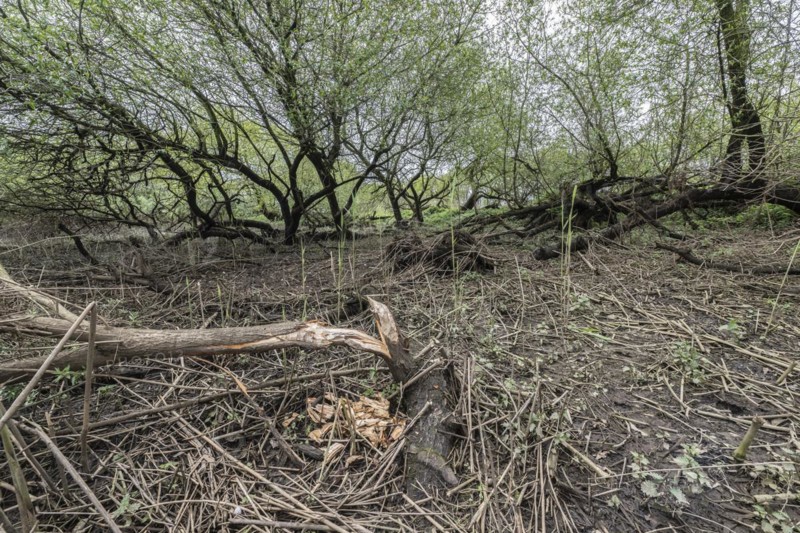 Old willows (Salix alba) in a quarry forest, beaver damage, Emsland, Lower Saxony, Germany, Europe