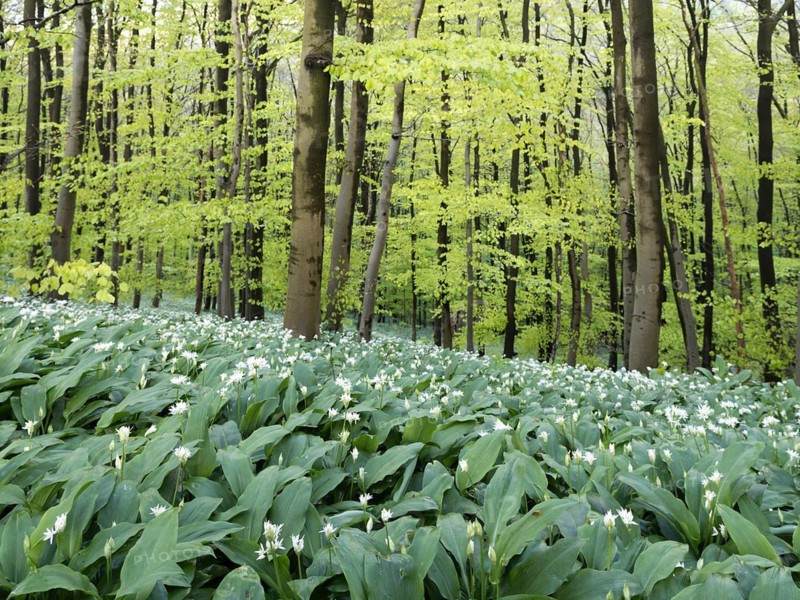Ramson (Allium ursinum) in spring in the beech forest, Teutoburg Forest, North Rhine-Westphalia, Germany, Europe